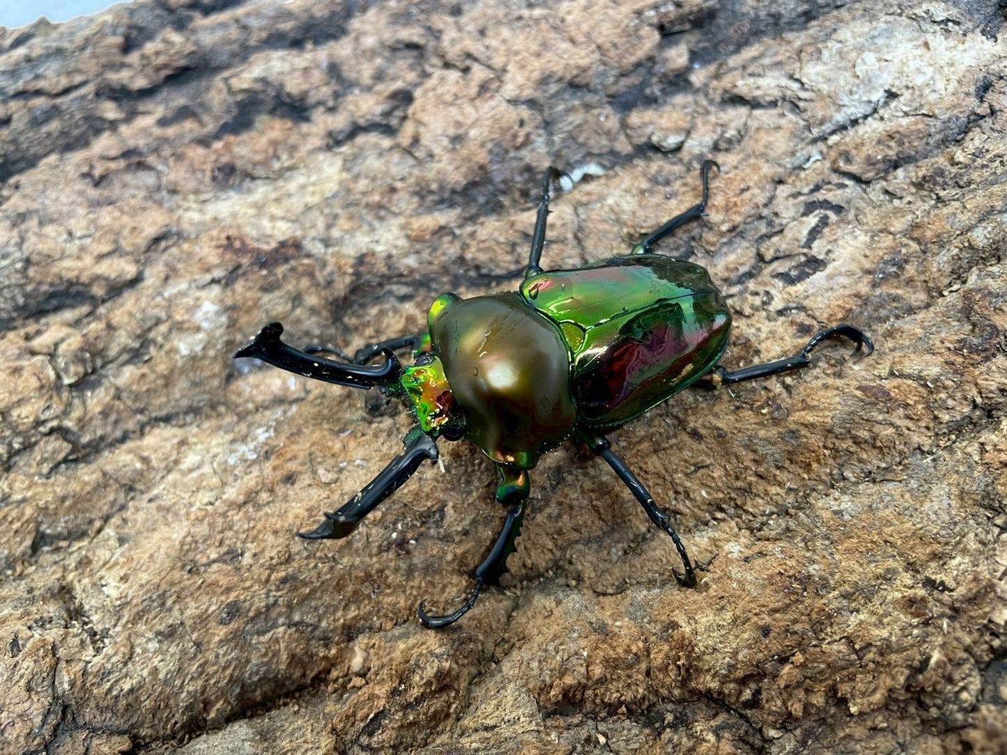 ニジイロクワガタ
