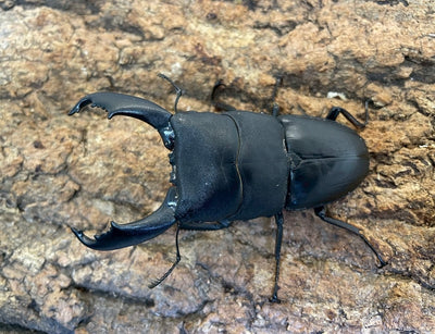 ペレンヒラタクワガタ