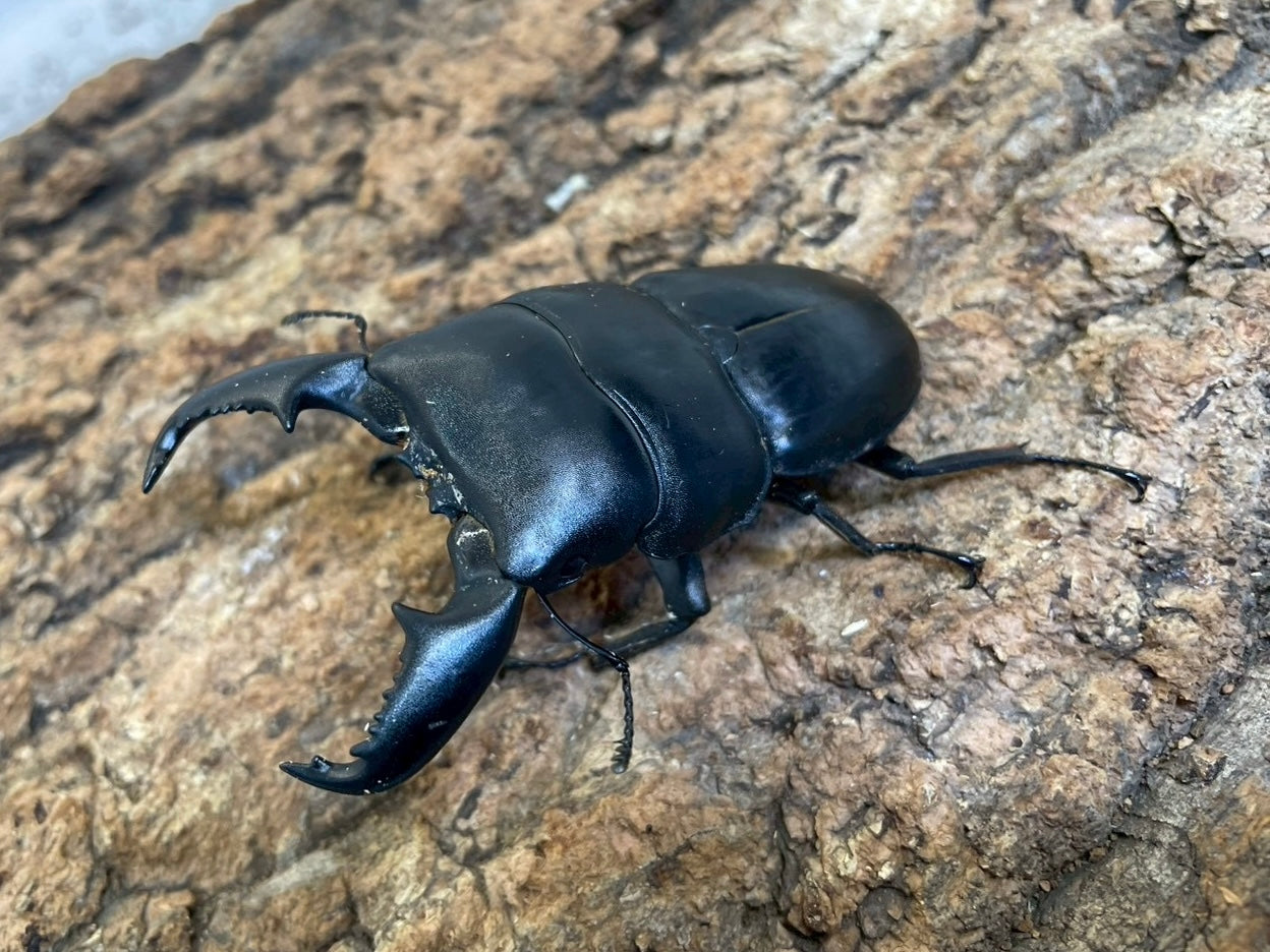 WD】スマトラオオヒラタクワガタ – INSECT SHOP KMY WD】スマトラオオヒラタクワガタ – INSECT SHOP KMY