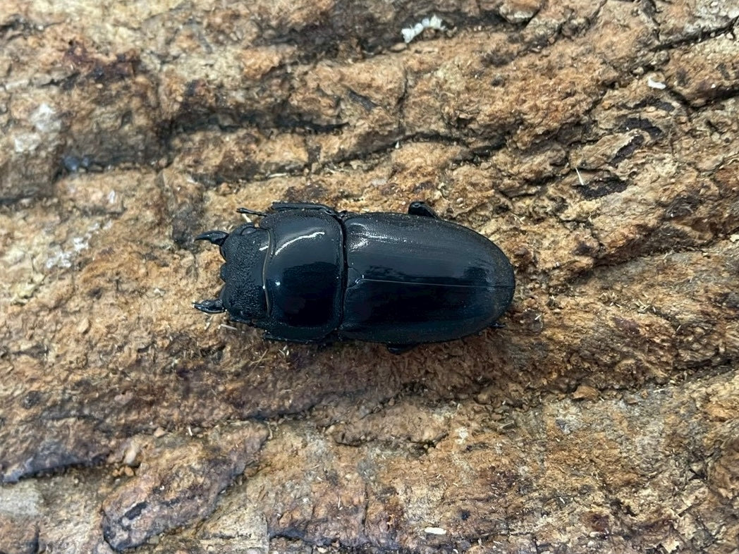 WD】スマトラオオヒラタクワガタ – INSECT SHOP KMY