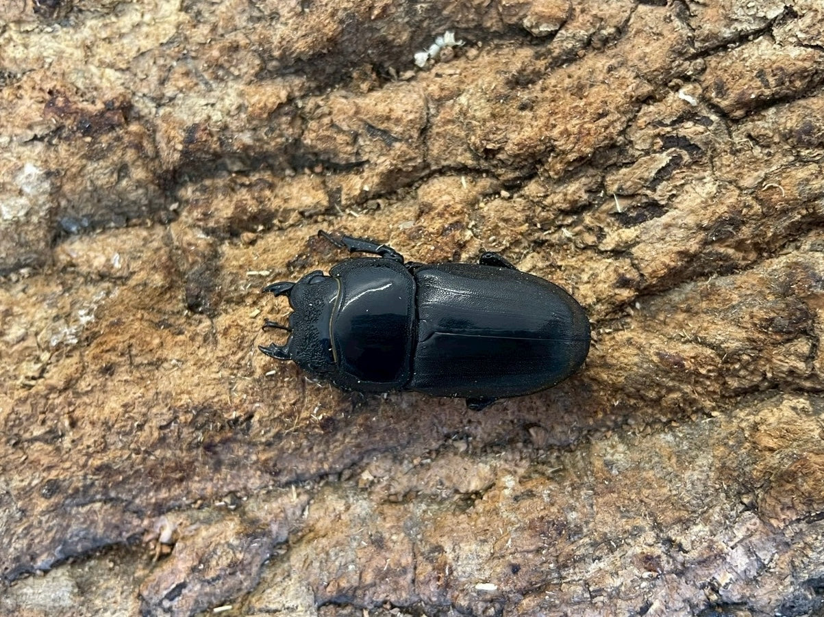 スマトラオオヒラタクワガタ WD】スマトラオオヒラタクワガタ – INSECT SHOP KMY