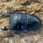 【WD】アルキデスヒラタクワガタ