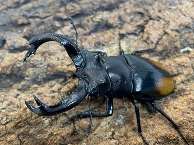 【WD】パリーフタマタクワガタ