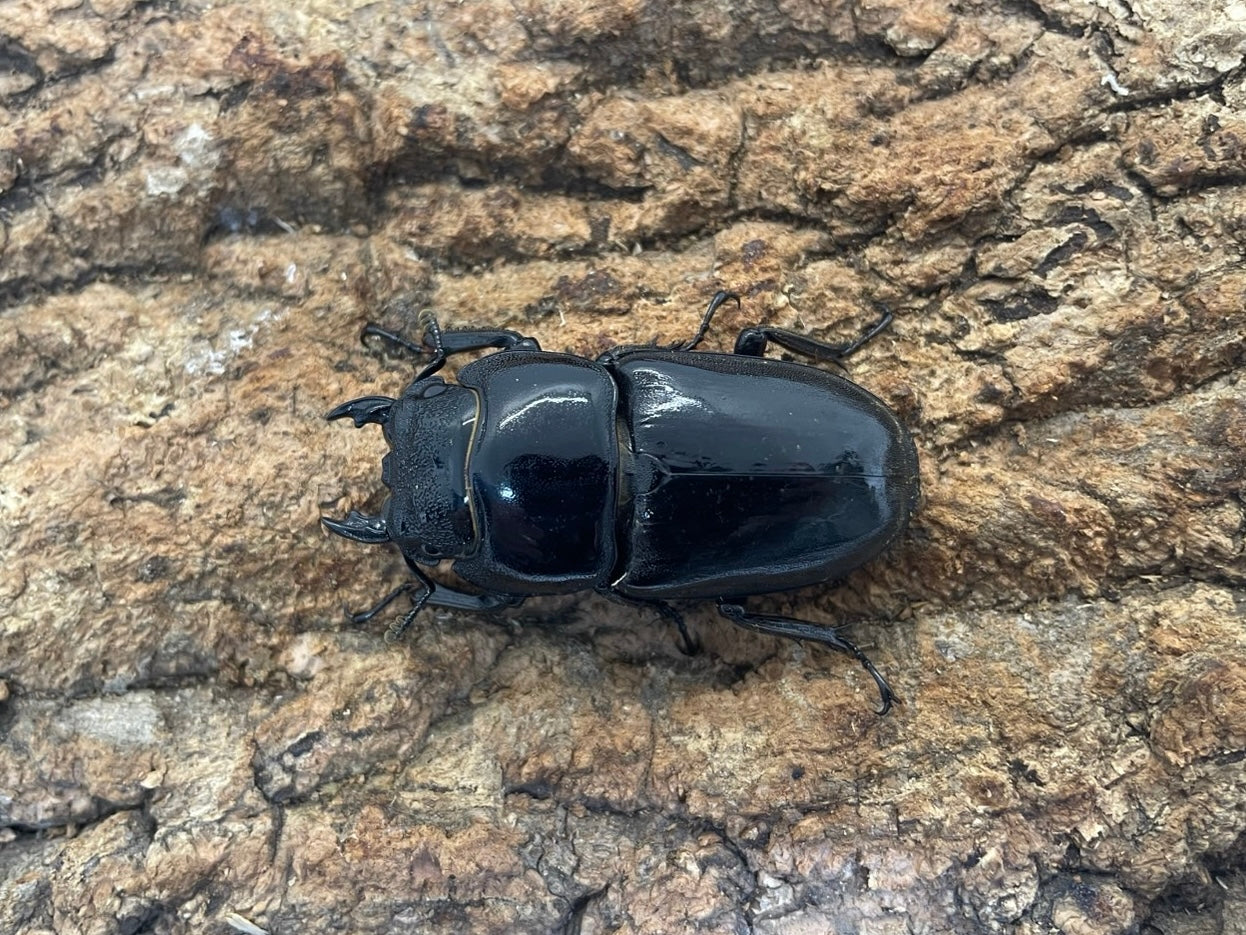 パラワンオオヒラタクワガタ – INSECT SHOP KMY パラワンオオヒラタクワガタ – INSECT SHOP KMY