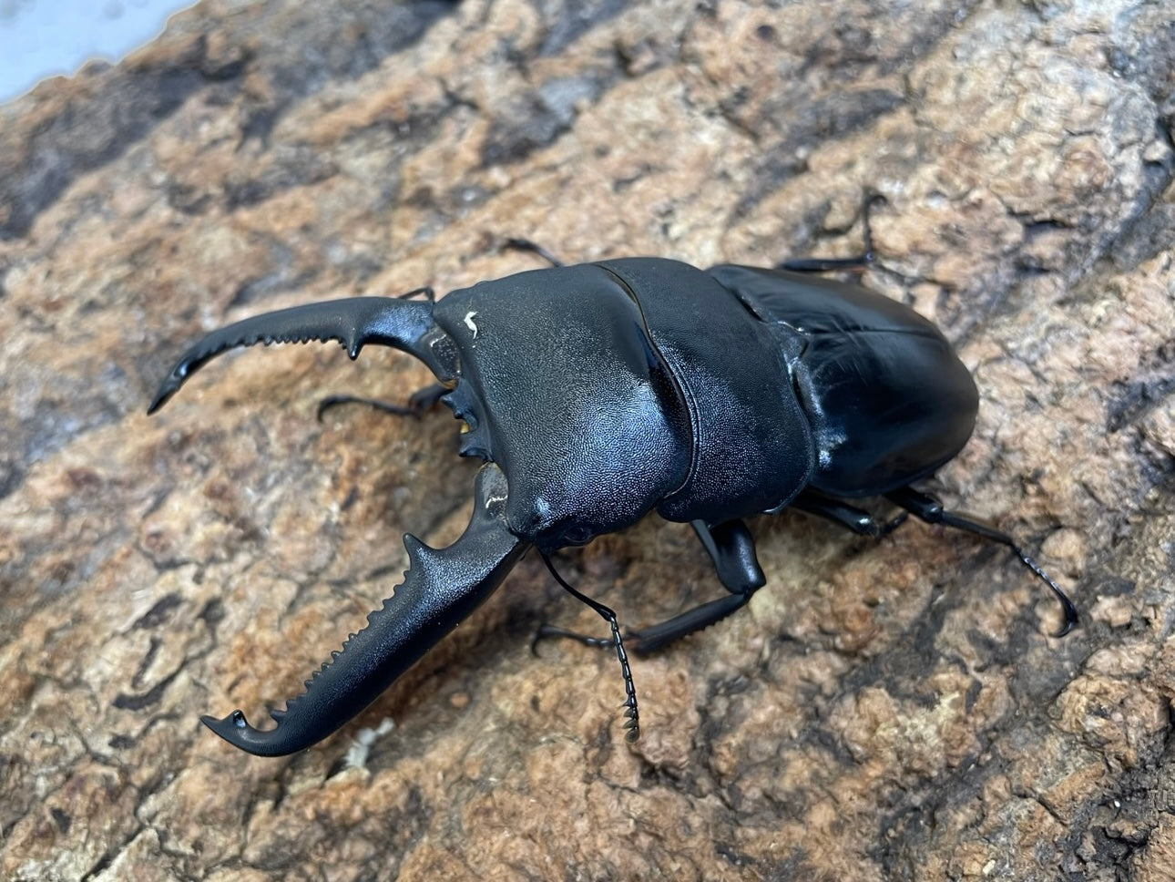 パラワンオオヒラタクワガタ