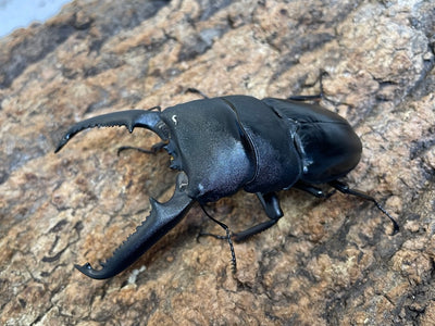 パラワンオオヒラタクワガタ