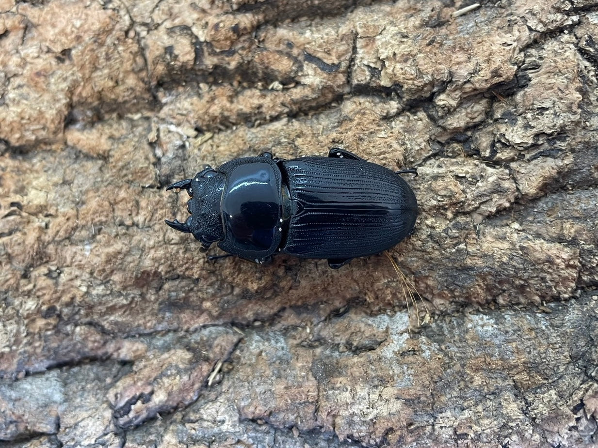 WD】クルビデンスオオクワガタ – INSECT SHOP KMY