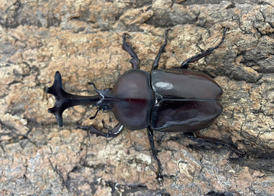 【幼虫】カブトムシ