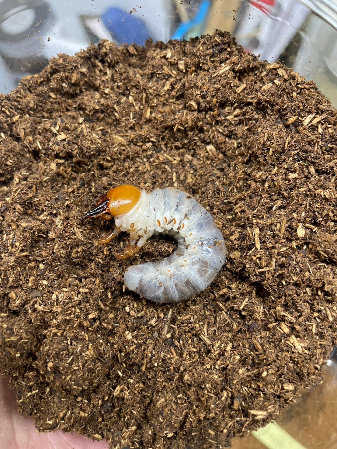 Insect. Shop 【幼虫】ギラファノコギリクワガタ(菌糸入) – INSECT SHOP KMY
