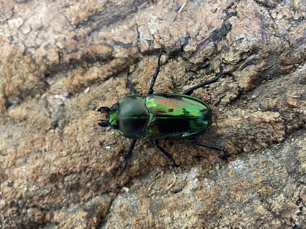 ニジイロクワガタ（GR-1 赤眼） – INSECT SHOP KMY