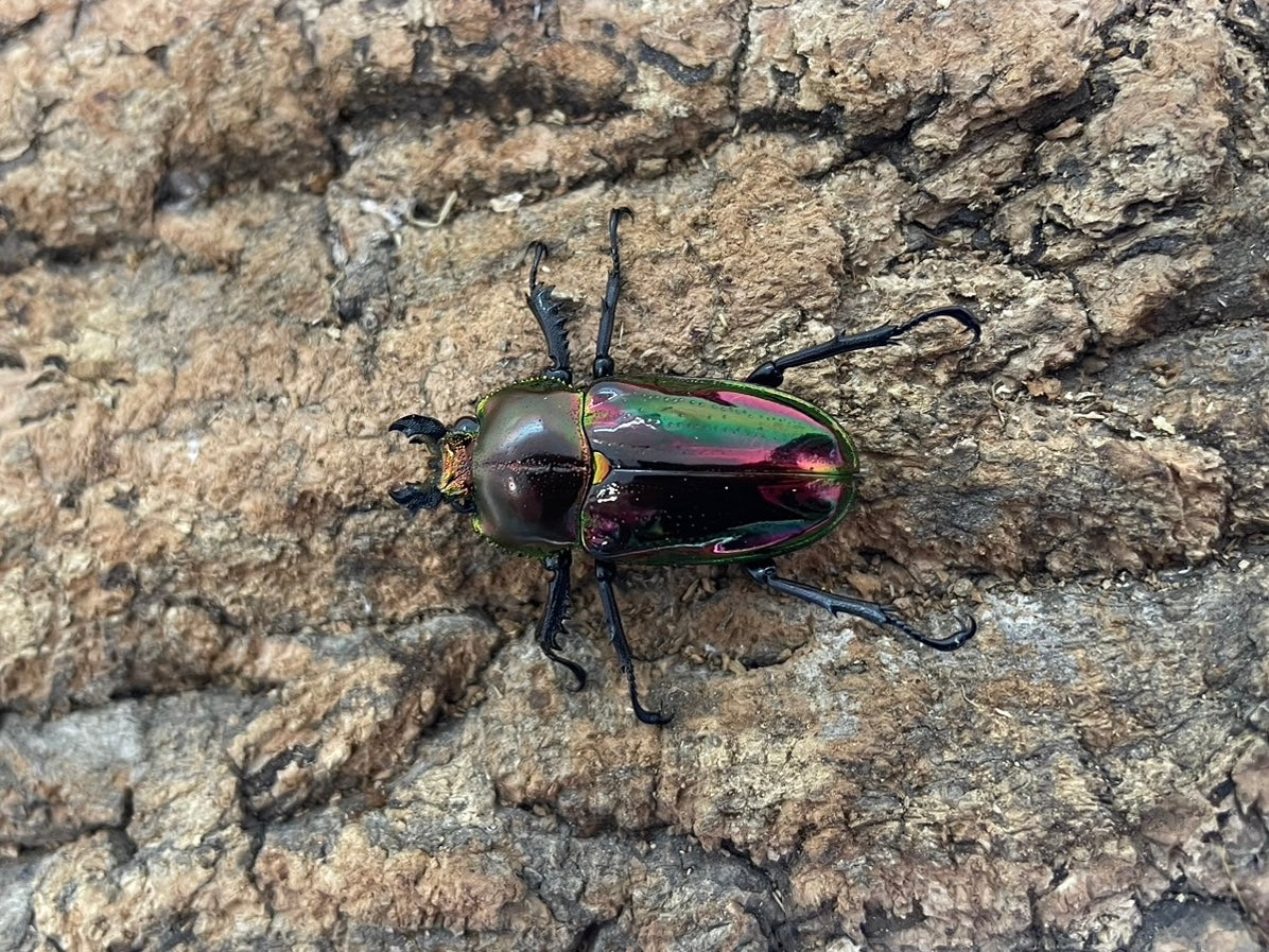 ニジイロクワガタ（レッド） – INSECT SHOP KMY