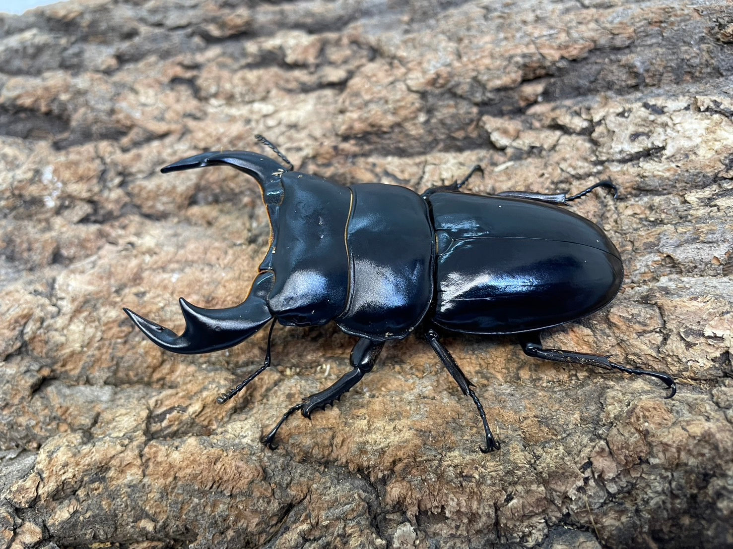 インドアンタエウスオオクワガタ – INSECT SHOP KMY