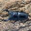 オオクワガタ（川西）