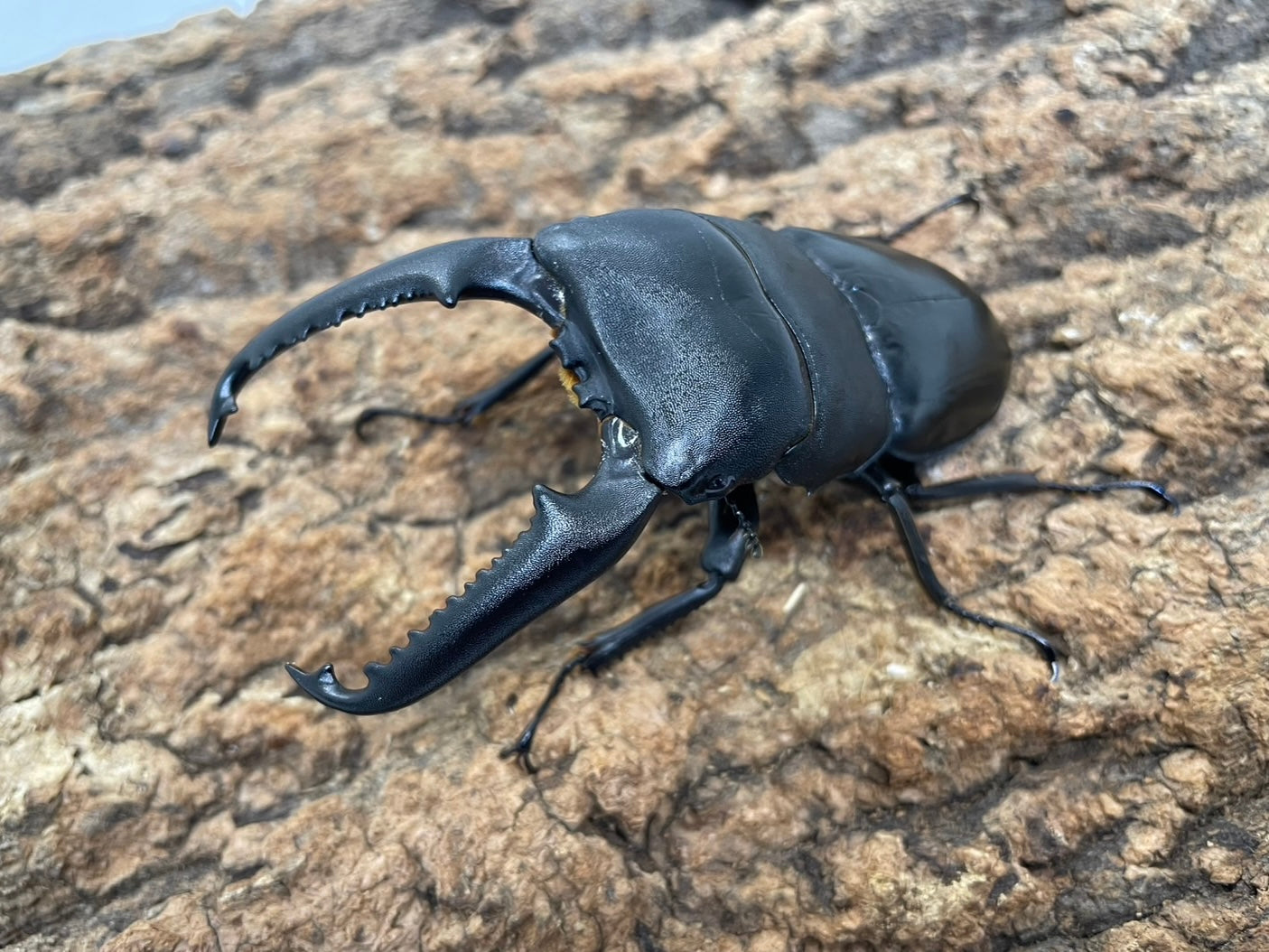 パラワンオオヒラタクワガタ