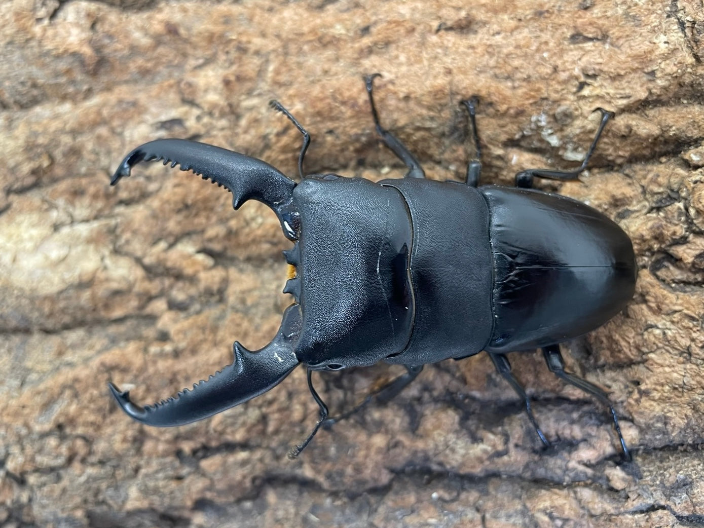 パラワンオオヒラタクワガタ