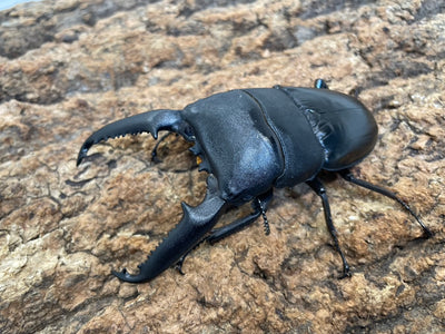 パラワンオオヒラタクワガタ