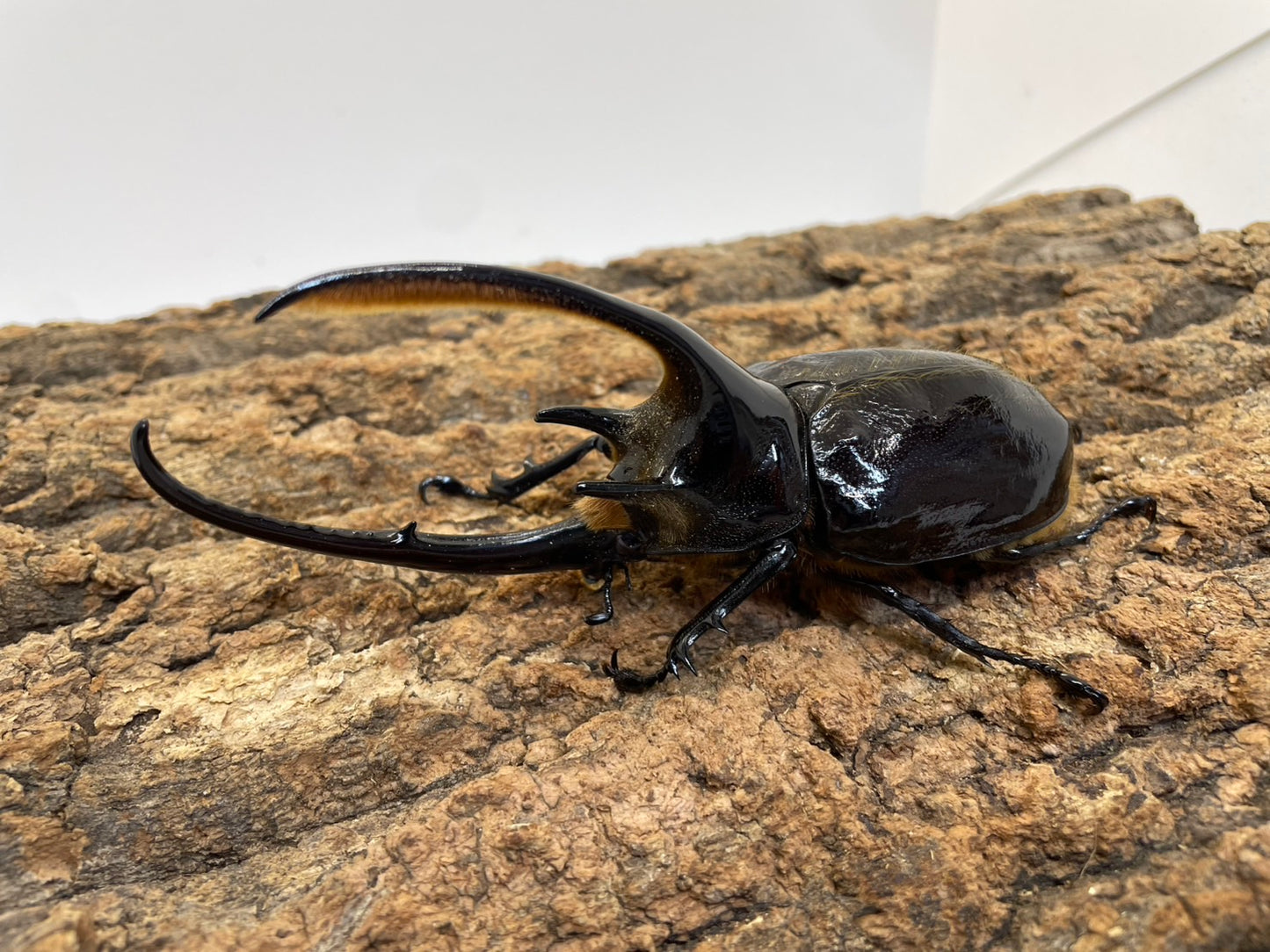 ネプチューンオオカブト