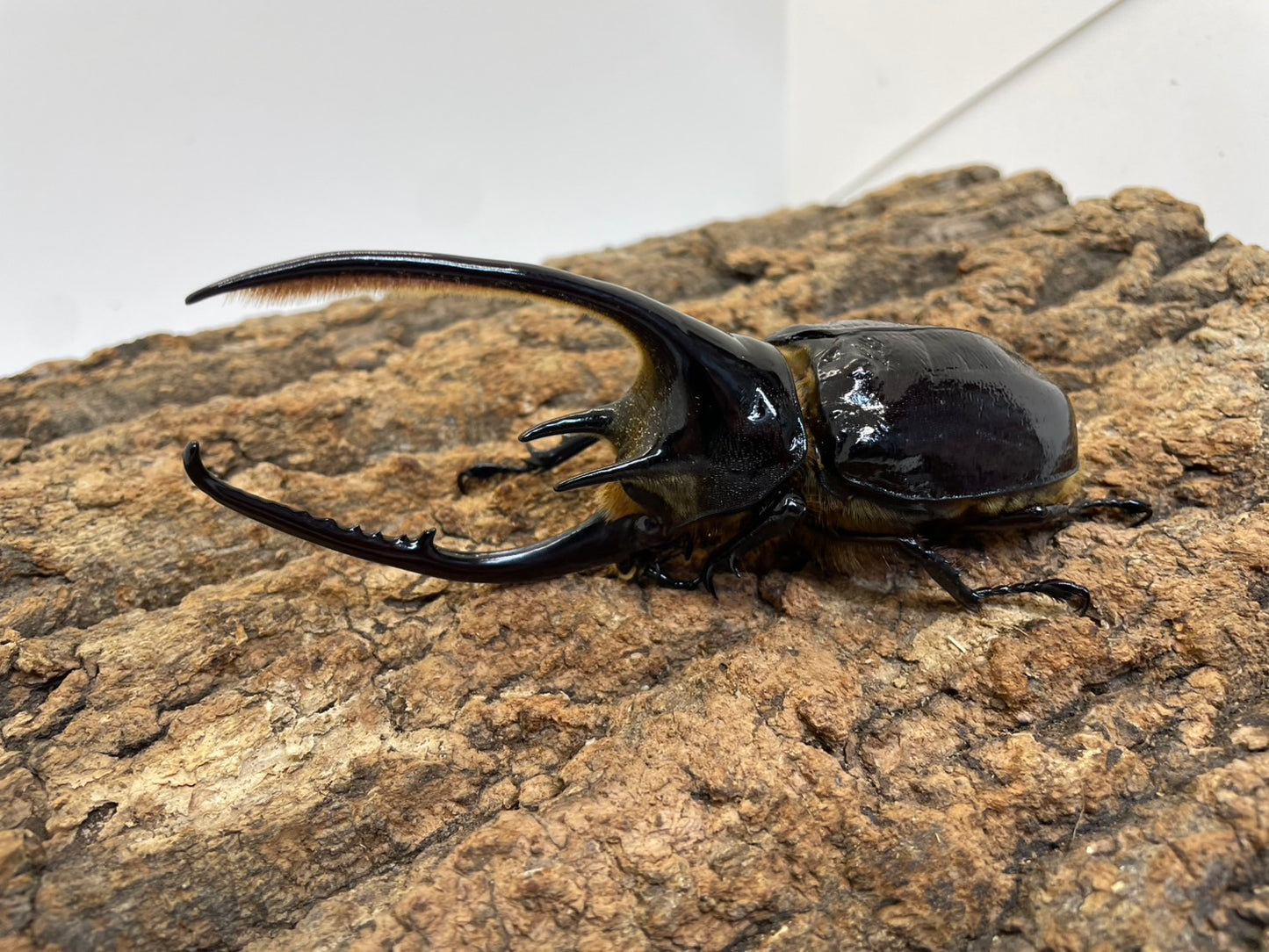 ネプチューンオオカブト