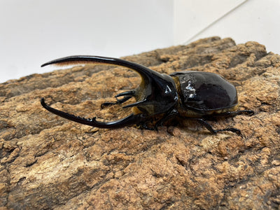 ネプチューンオオカブト