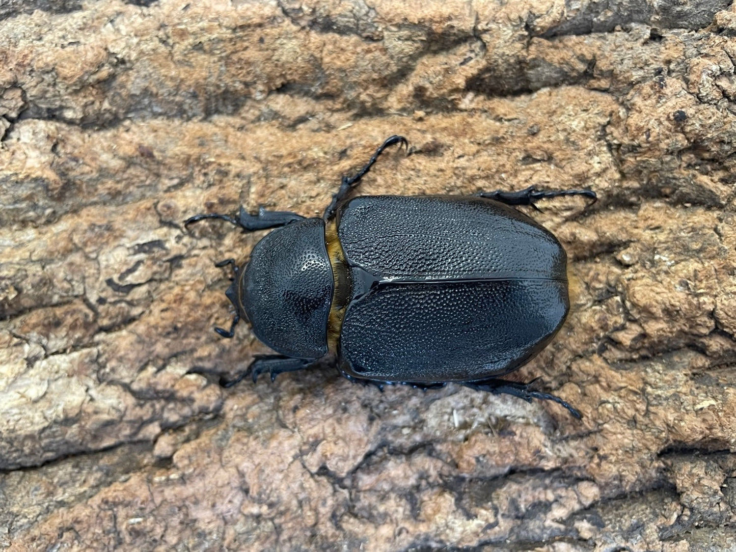 ネプチューンオオカブト