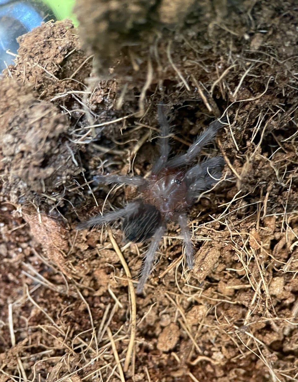 メキシカンレッドランプ/Tliltocatl vagans【幼体】国内CB – INSECT