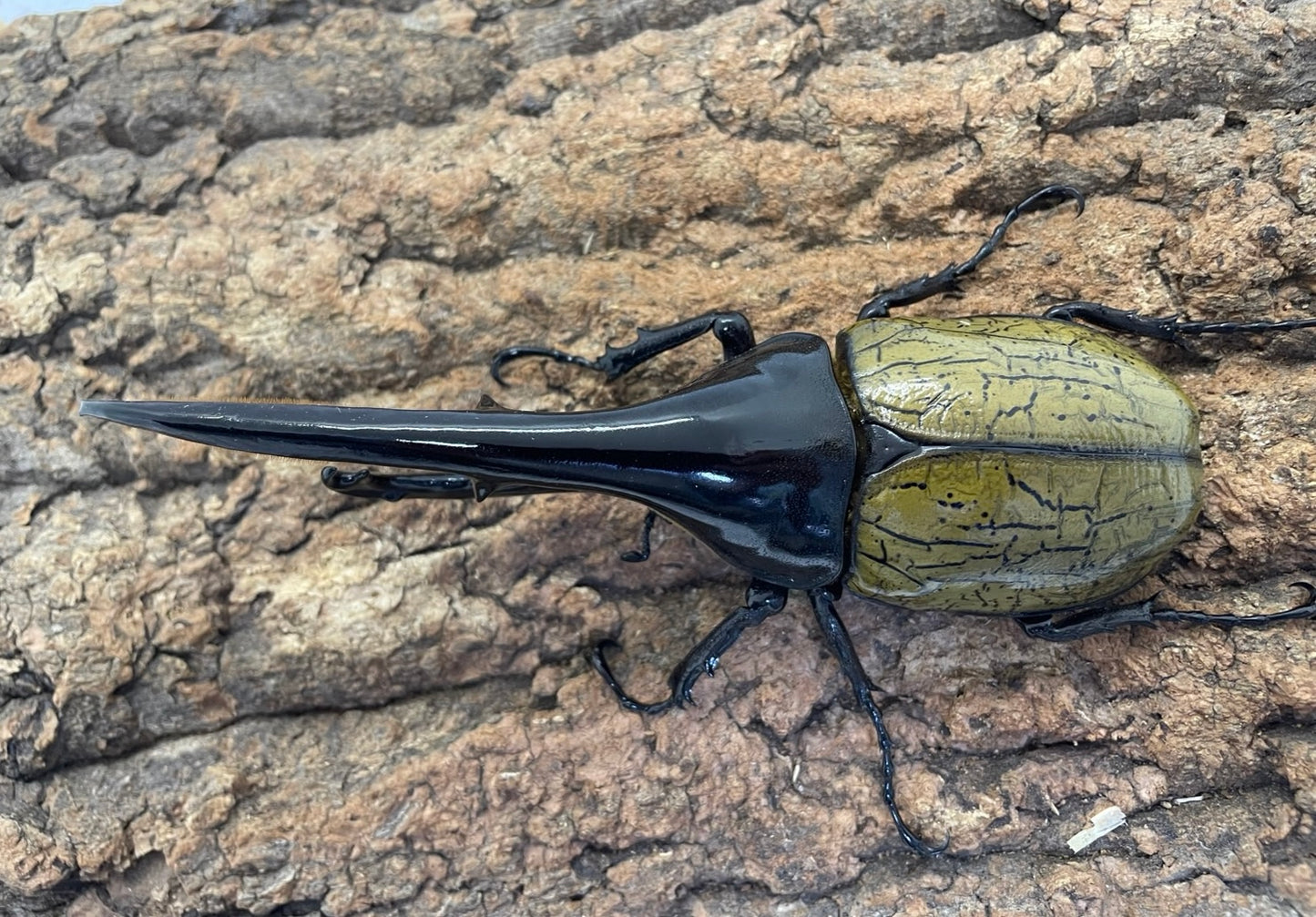 DH.ヘラクレスオオカブト