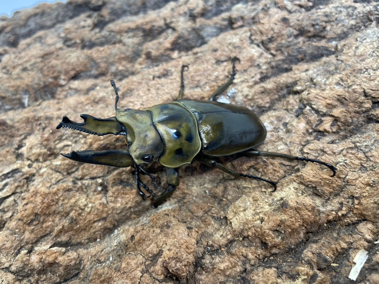 ババオウゴンオニクワガタ