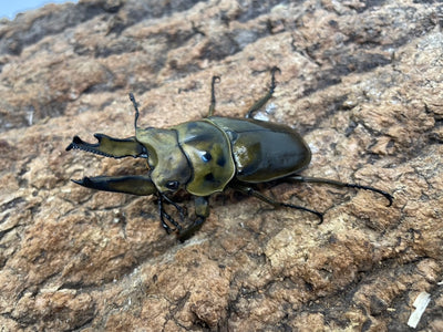 ババオウゴンオニクワガタ