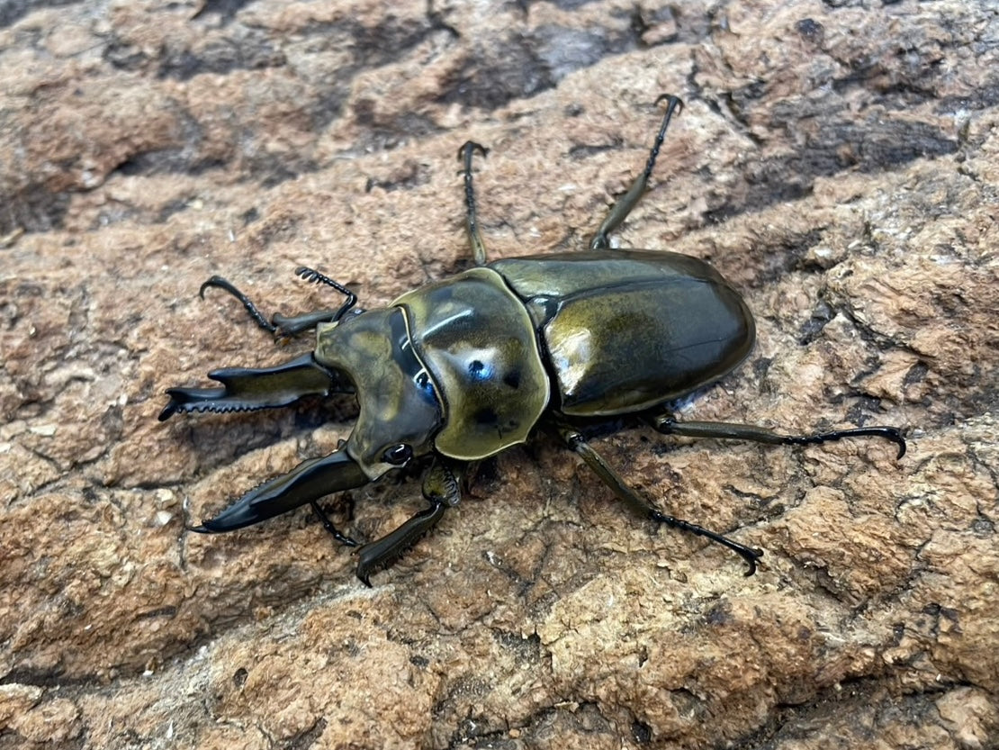 ババオウゴンオニクワガタ