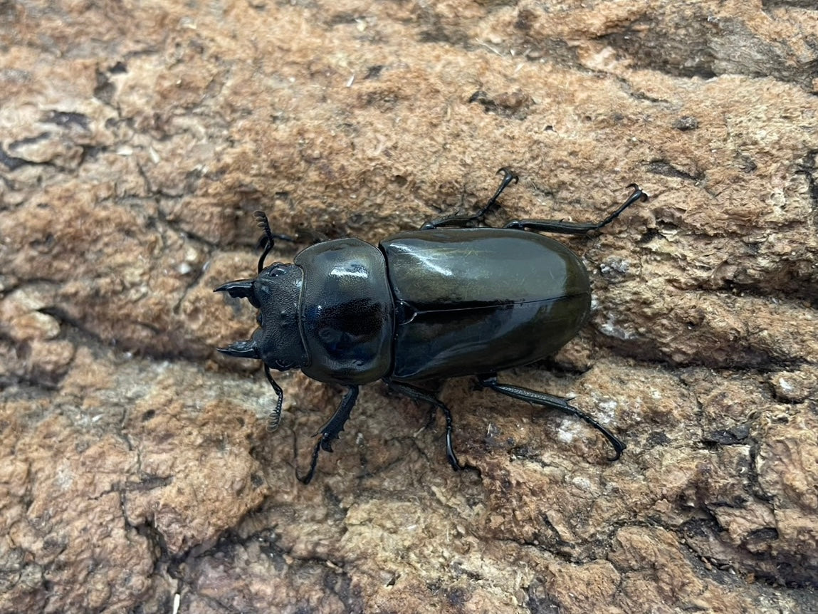ババオウゴンオニクワガタ