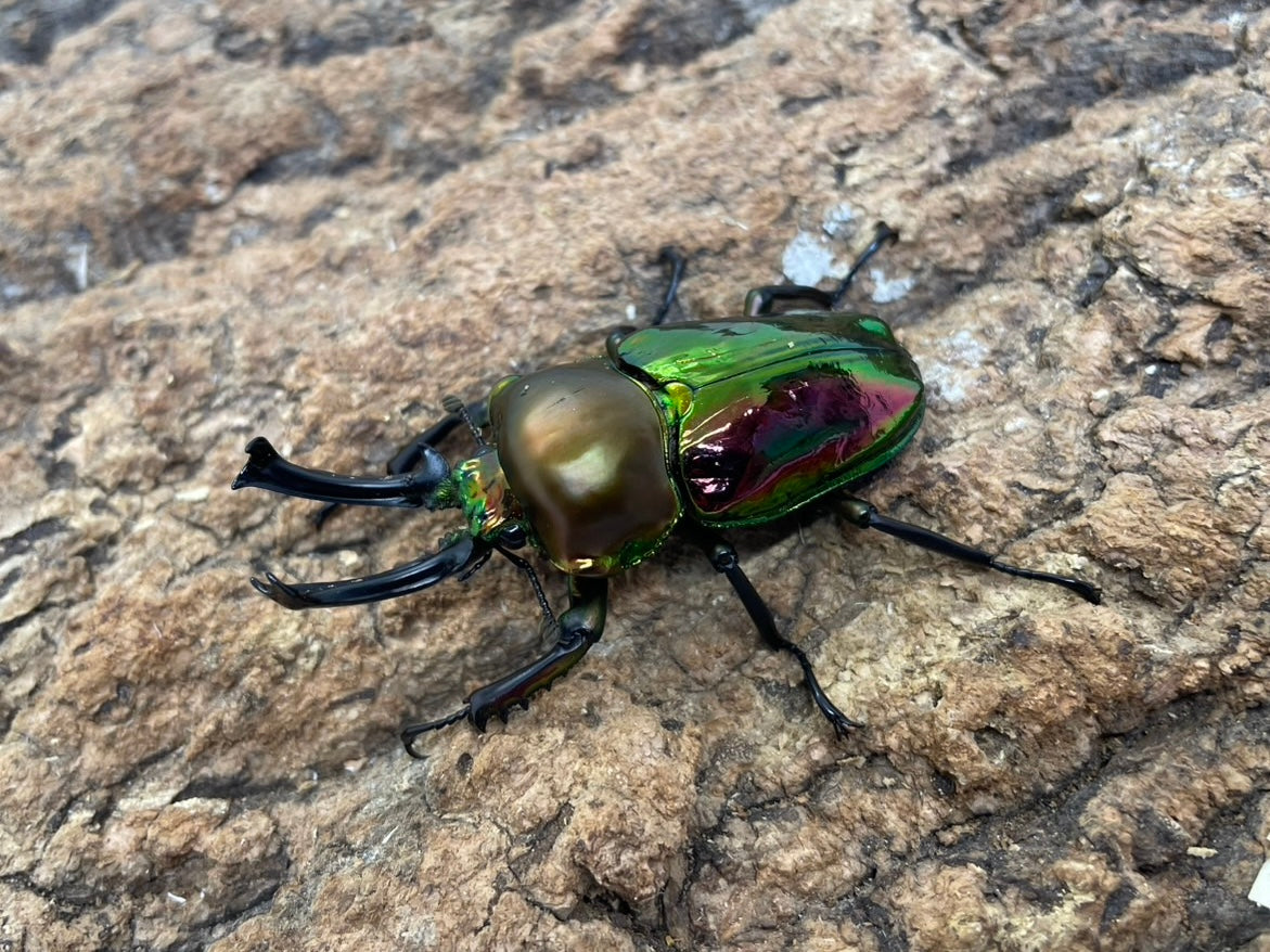 ニジイロクワガタ
