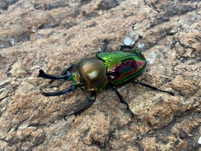 ニジイロクワガタ