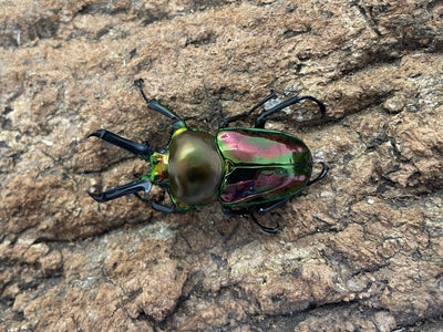 ニジイロクワガタ