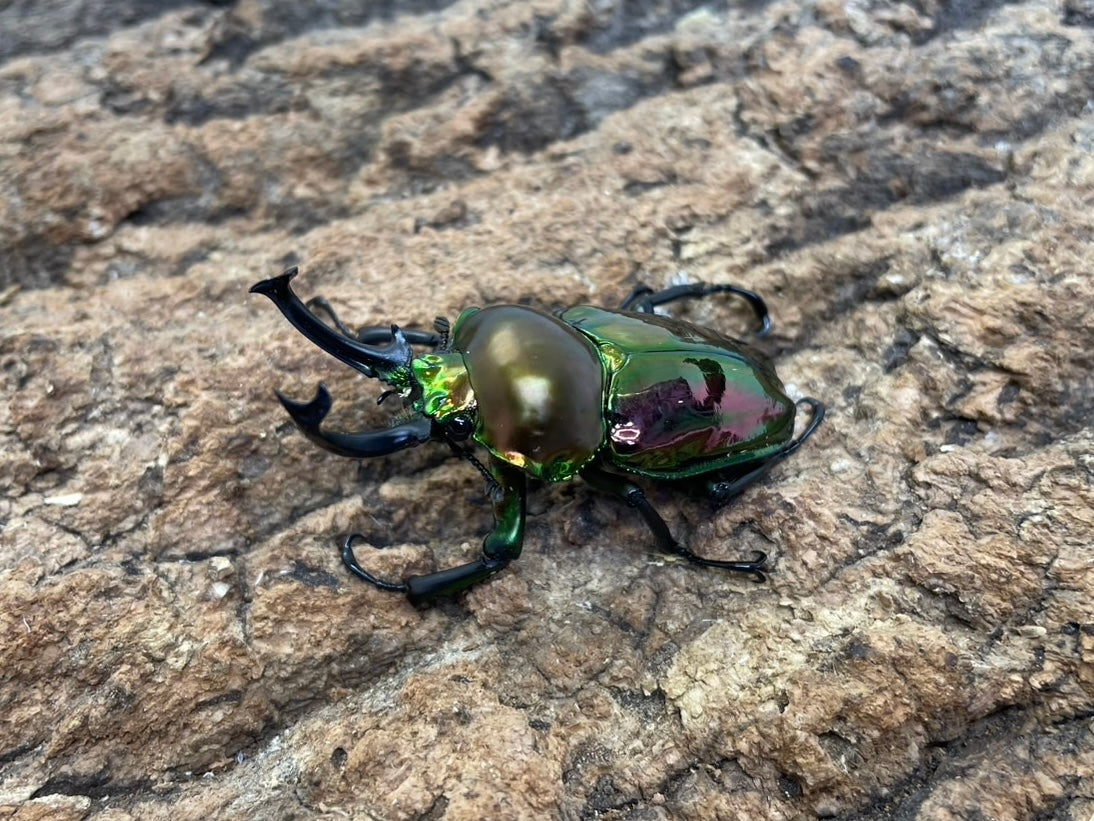 ニジイロクワガタ