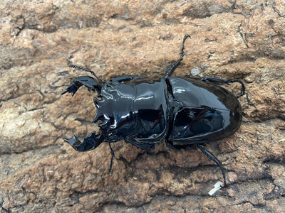 タランドゥスオオツヤクワガタ