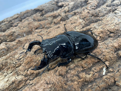 タランドゥスオオツヤクワガタ