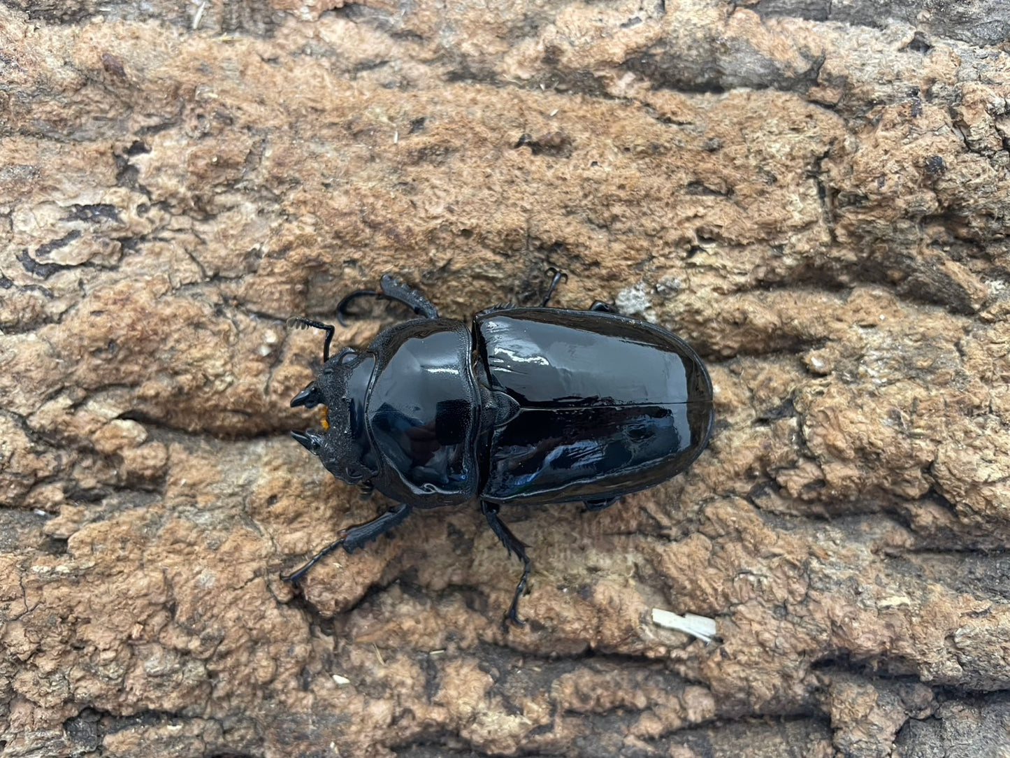 タランドゥスオオツヤクワガタ