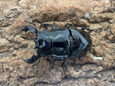 タランドゥスオオツヤクワガタ