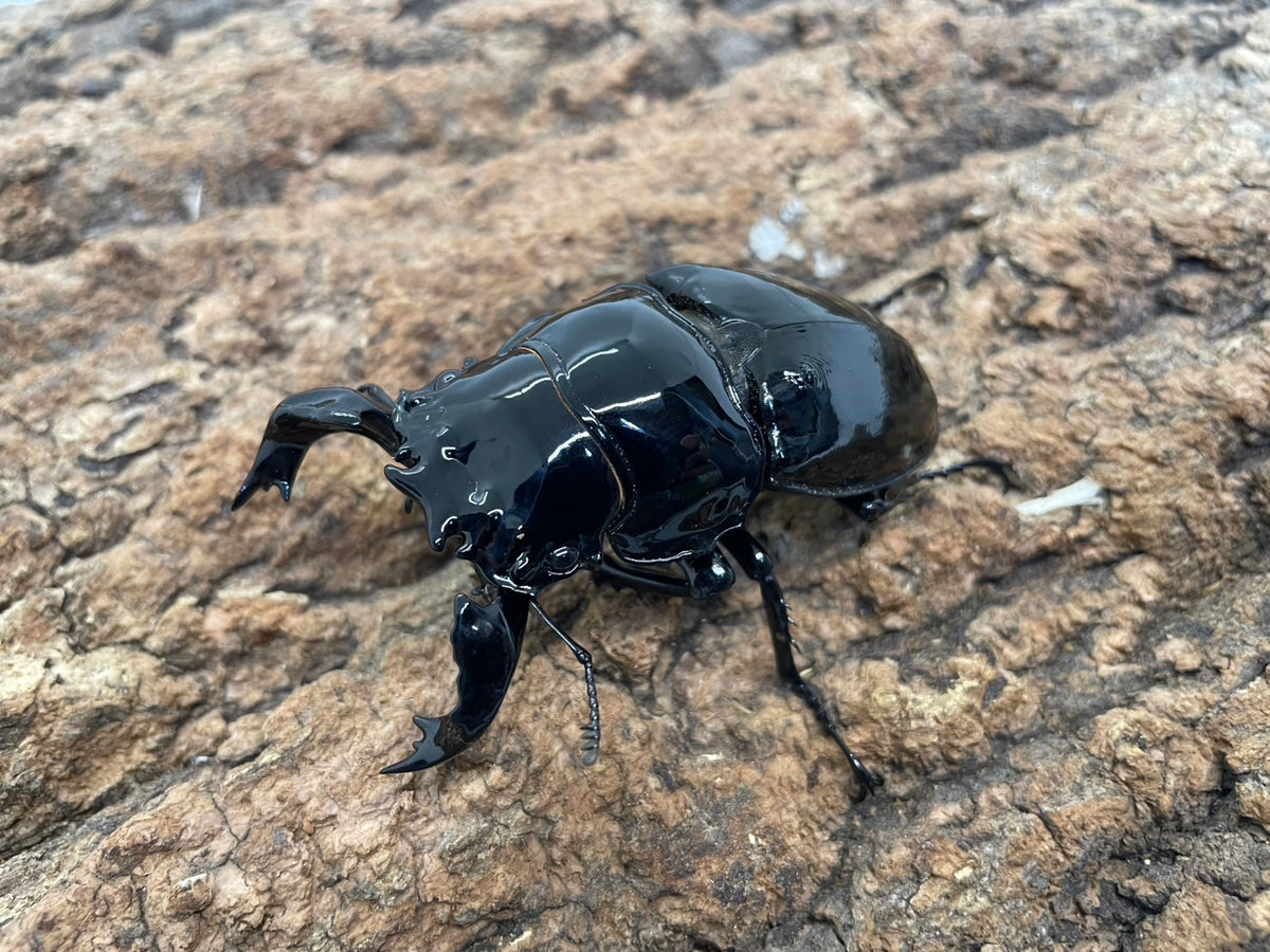 タランドゥスオオツヤクワガタ