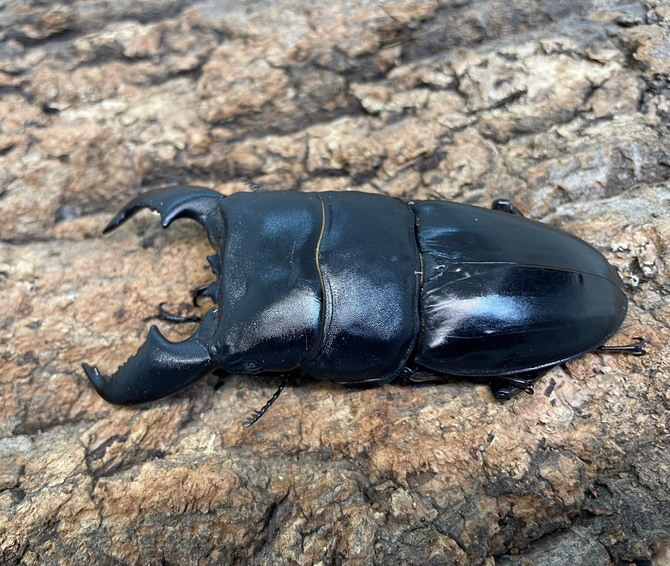 スマトラオオヒラタクワガタ 106mm 標本 スマトラオオヒラタクワガタ 106mm 標本 - メルカリ