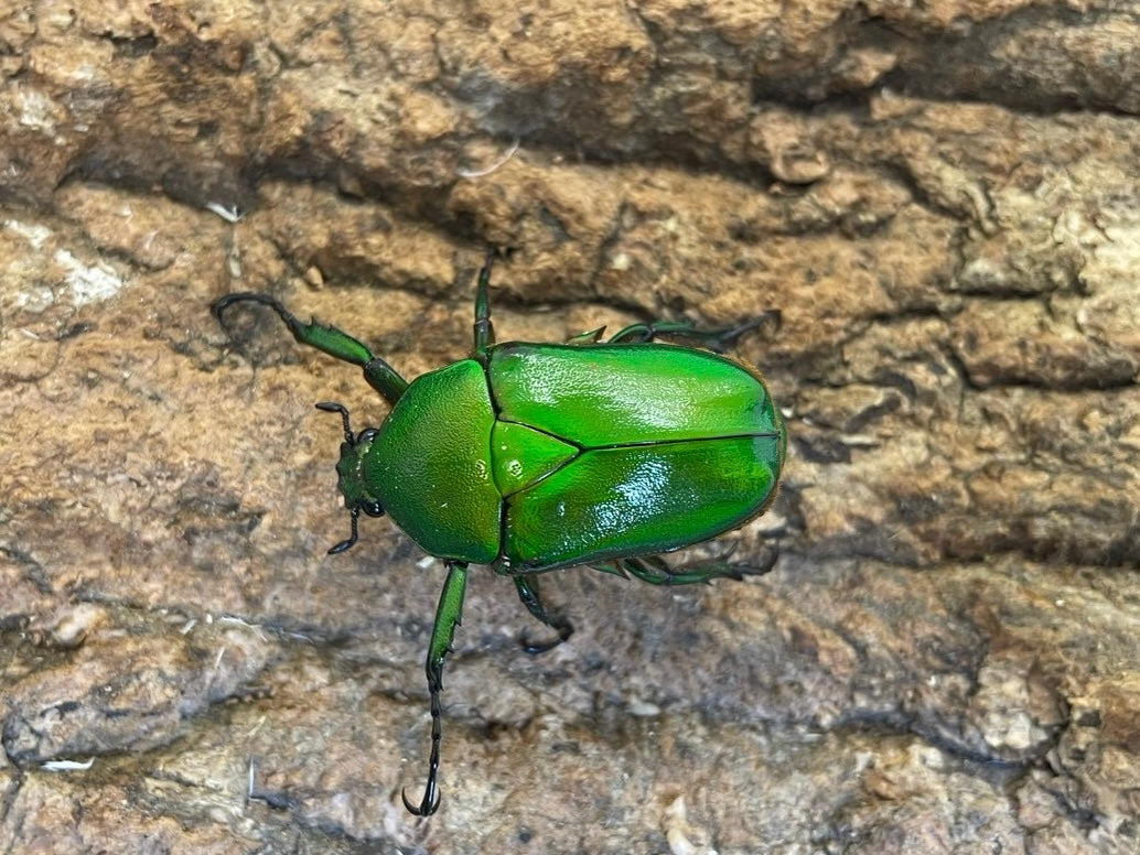 ミカンスオオツノカナブン