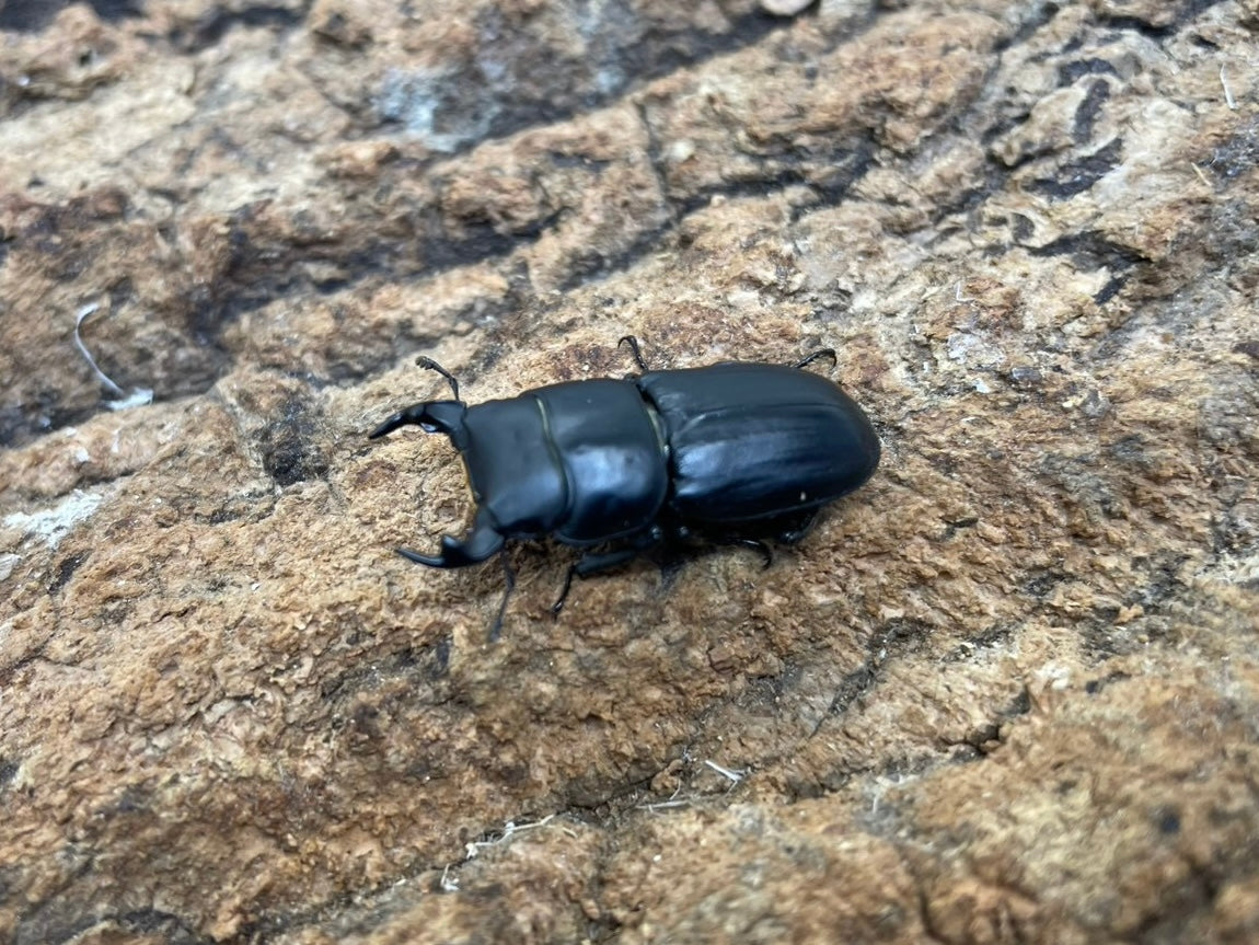 ムシモンオオクワガタ