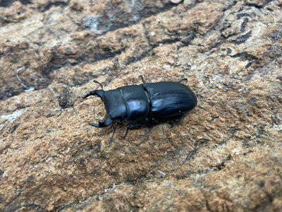ムシモンオオクワガタ