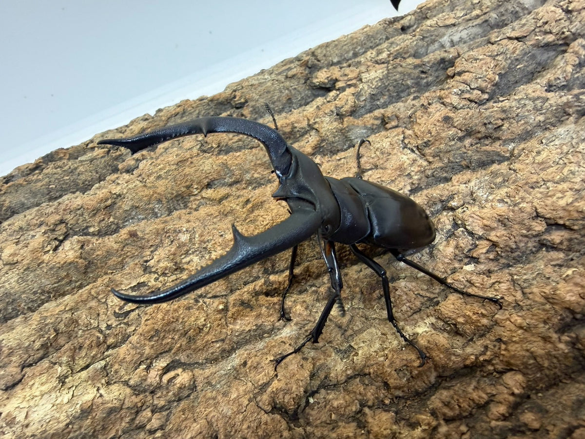 【WD】マンディブラリスフタマタクワガタ