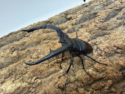 【WD】マンディブラリスフタマタクワガタ