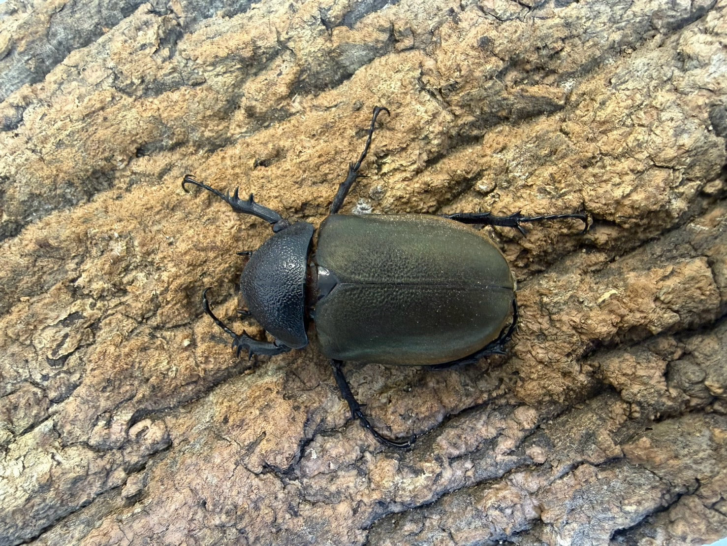 WD】コーカサスオオカブト – INSECT SHOP KMY
