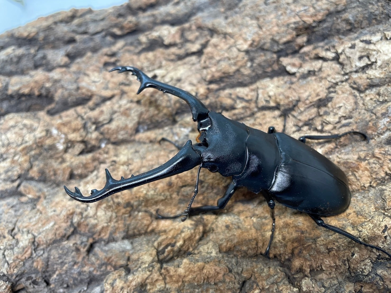 ギラファノコギリクワガタ （亜種ニシカワイ）♂87.2mm 単品