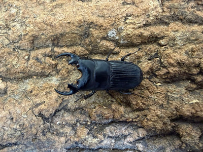プラティオドンネブトクワガタ