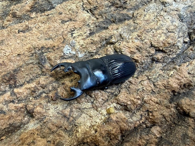 プラティオドンネブトクワガタ