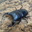 グランディスオオクワガタ